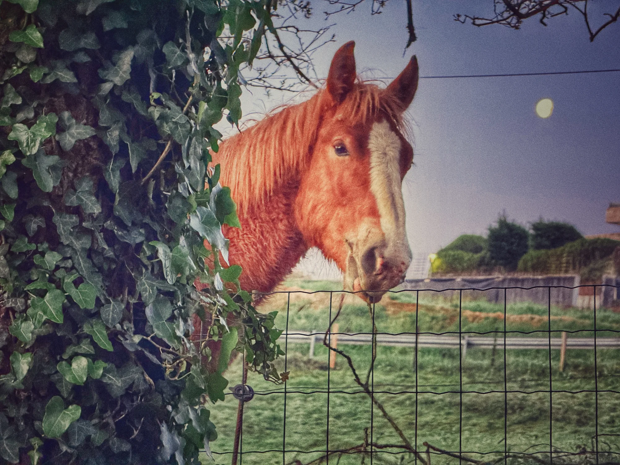Caballo junto a la hiedra