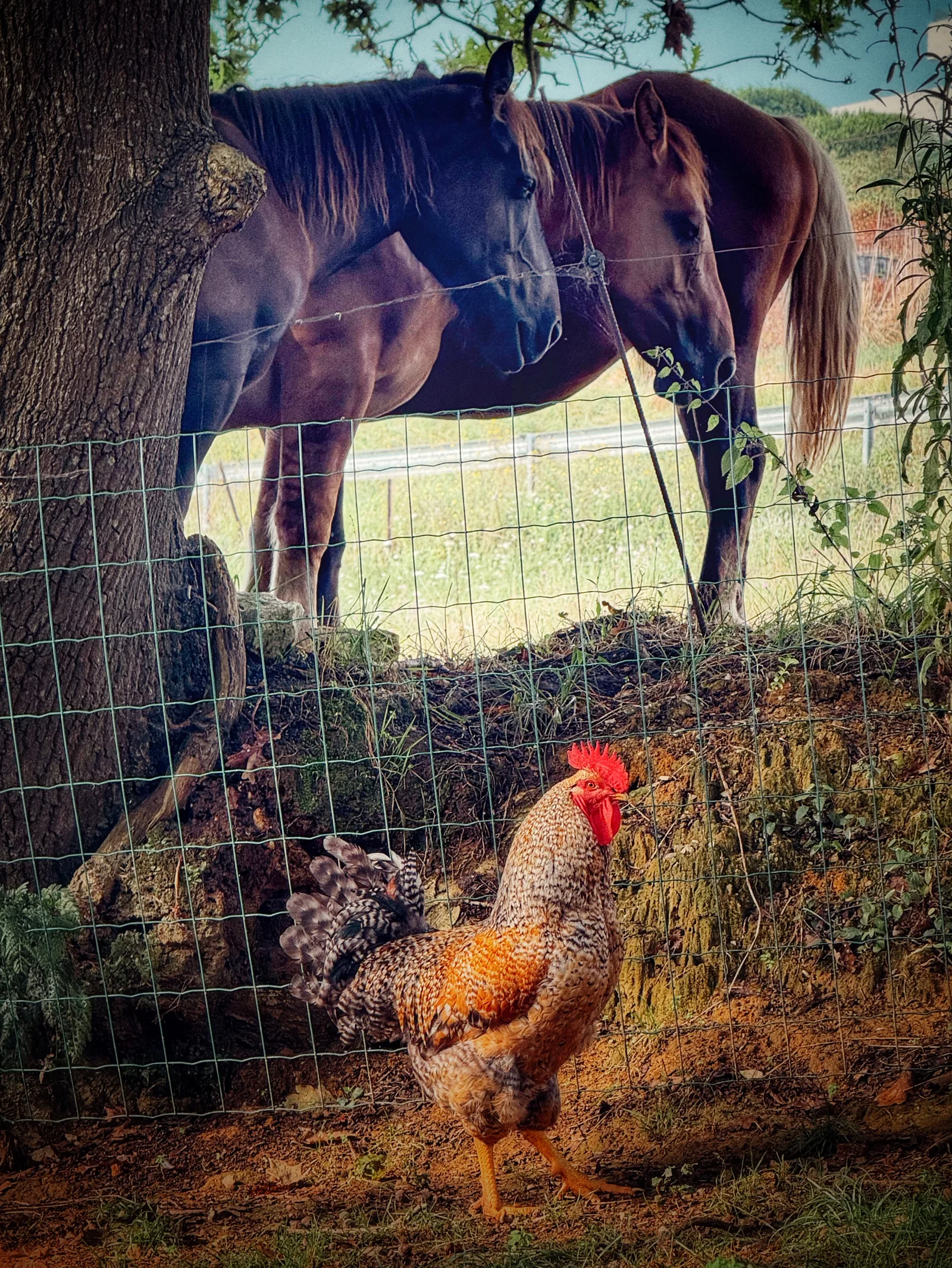 Gallo junto a caballos