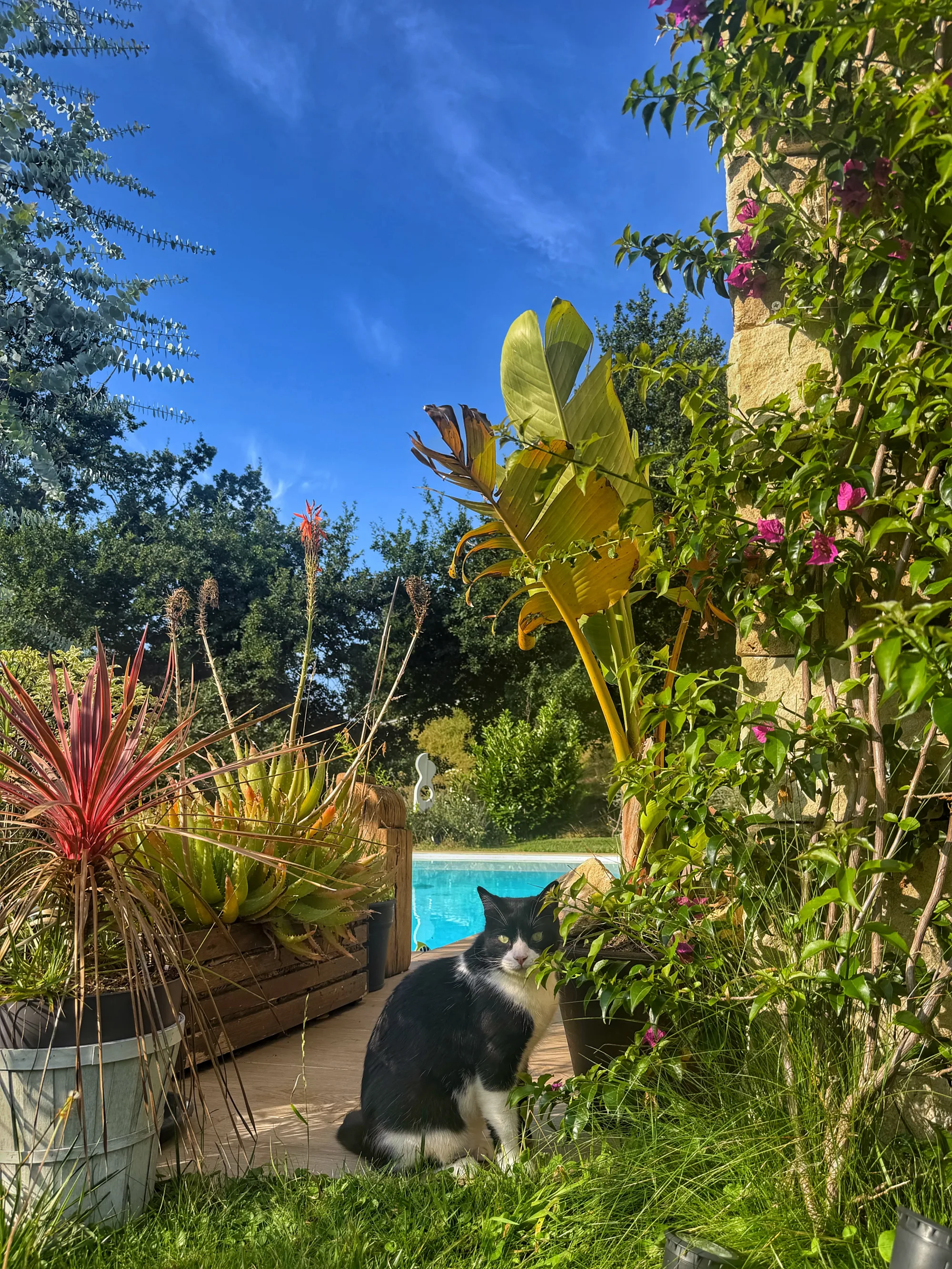 Jardín Gallina D'or con gato junto a la piscina