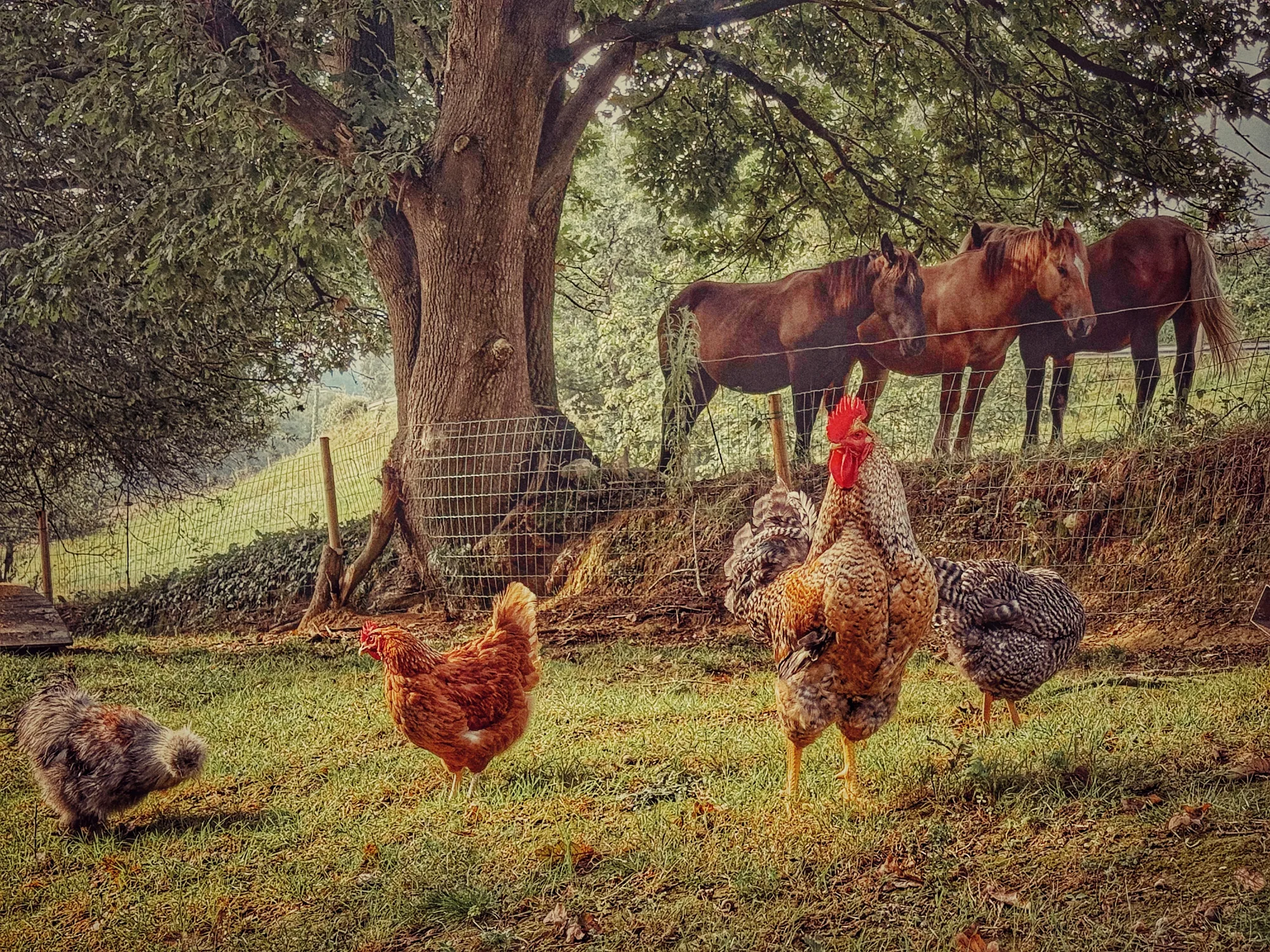 Gallinas y gallo con caballos al fondo