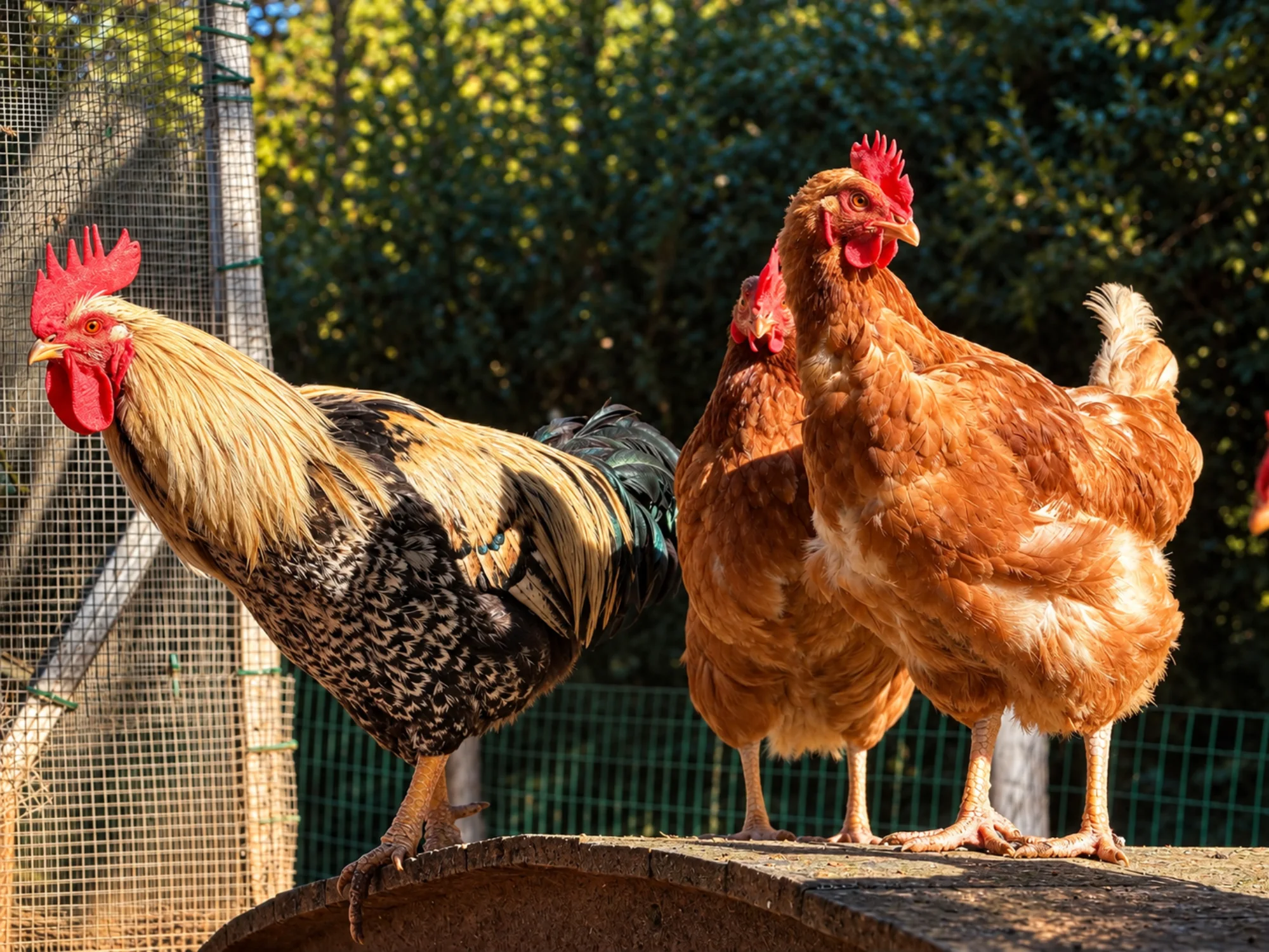 Gallo y gallinas de Gallina D'or al sol