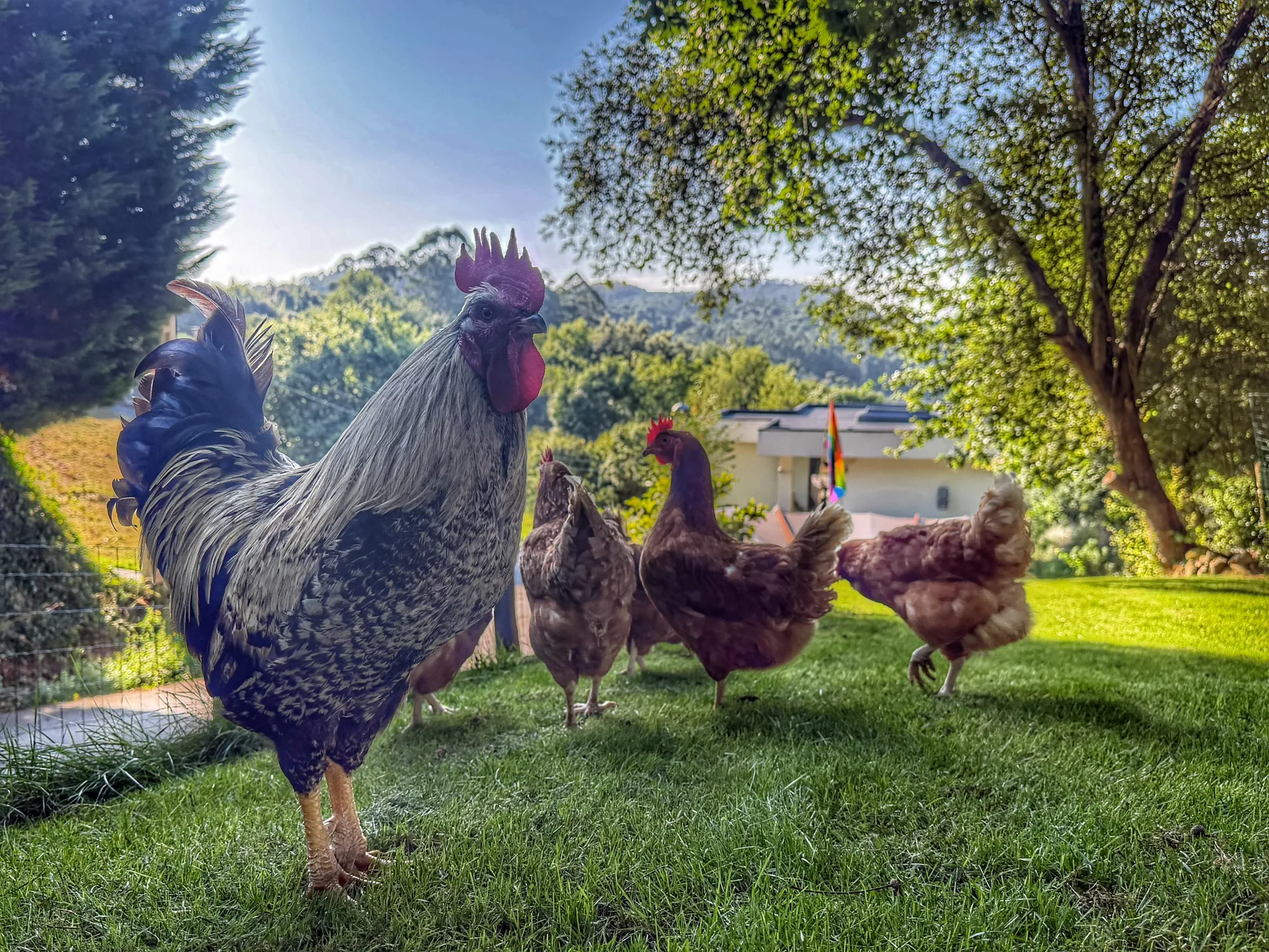 Gallo Gallina D'or en el jardín con gallinas al fondo