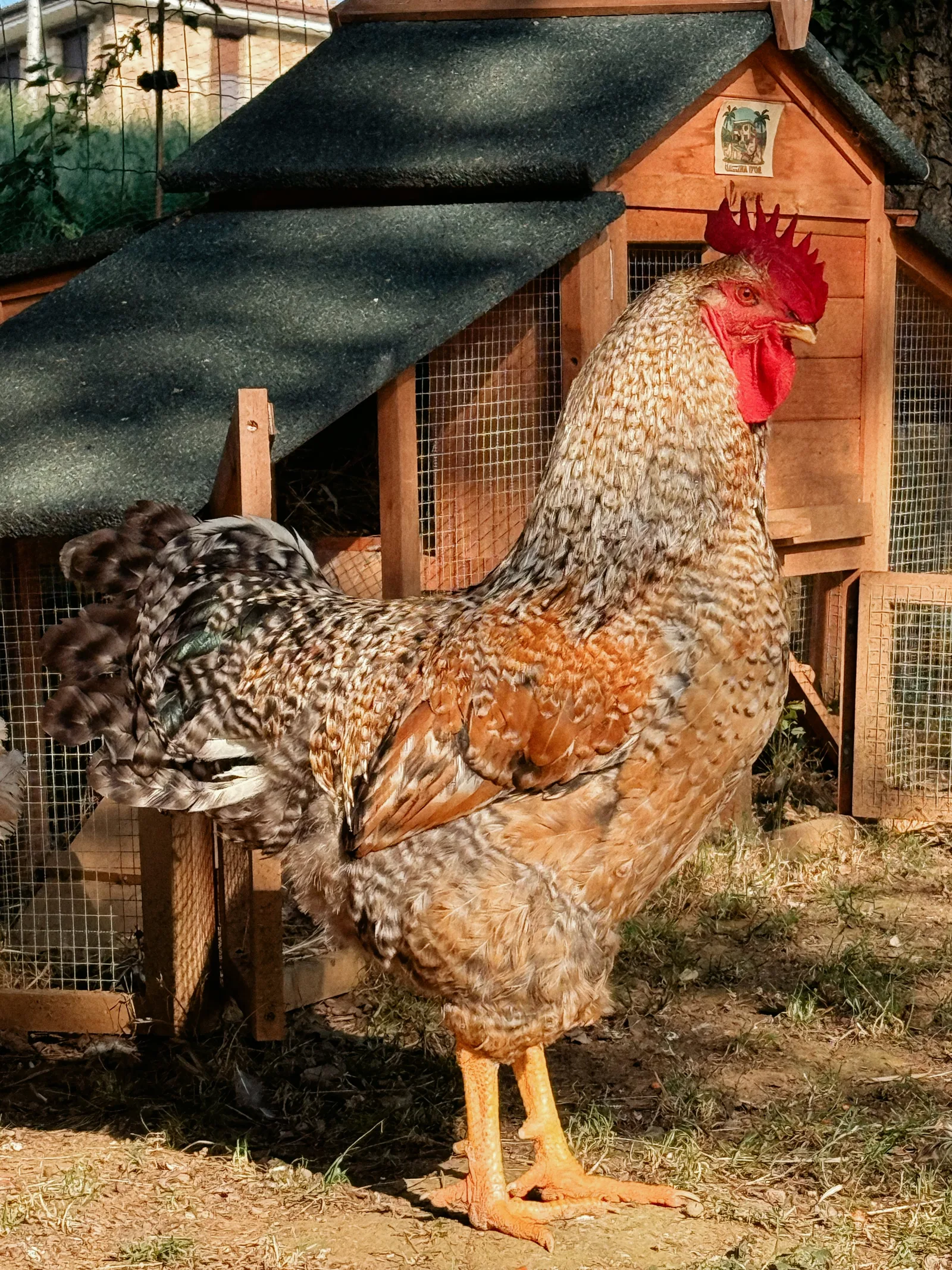 Gallo Gallina D'or delante del gallinero