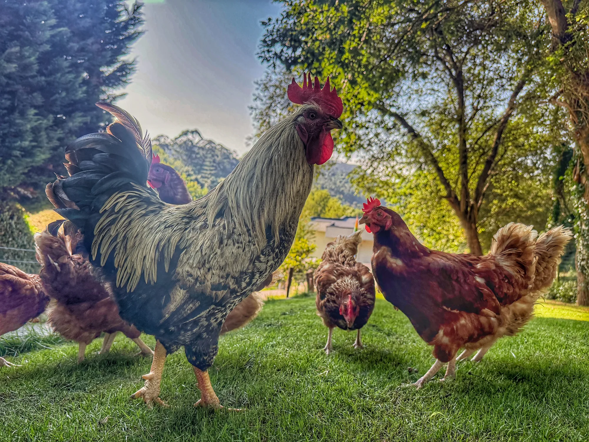 Gallo y gallinas Gallina D'or paseando por el jardín